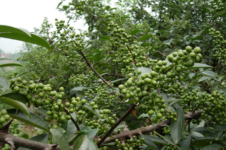 花椒烘干機(jī)7505.jpg